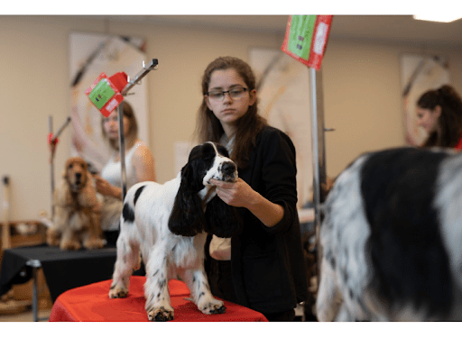Le Magichien d'Or - EI - Toilettage, Educateur Canin & Pet Sitter à domicile (28/78/27), salon de toilettage sur Groomie.fr et au 4 Rue du Rosaire, 28410 Boutigny-Prouais