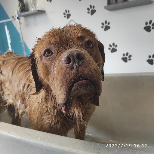 Croc Beau toilettage canin, salon de toilettage sur Groomie.fr et au 4 Rue des Griottons, 71250 Cluny