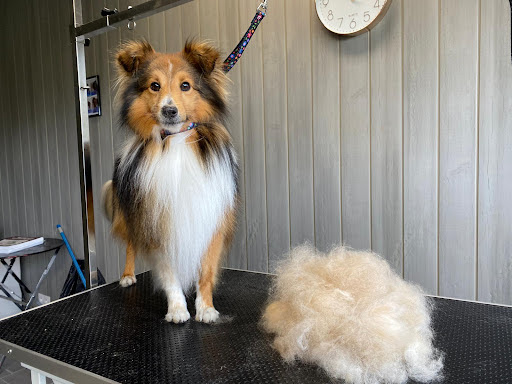 Cut'ie Dog, salon de toilettage sur Groomie.fr et au 51 Chem. de Savouille, 74140 Veigy-Foncenex