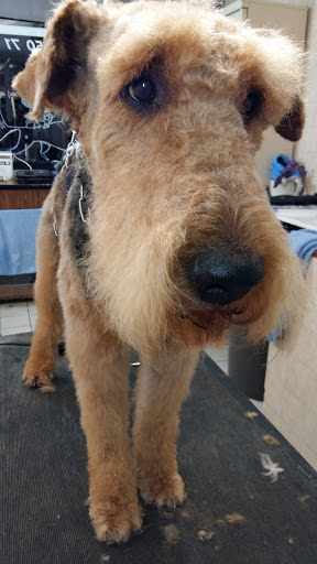 DANDY CHIEN, salon de toilettage sur Groomie.fr et au 10 Av. Jules Ferry, 74200 Thonon-les-Bains