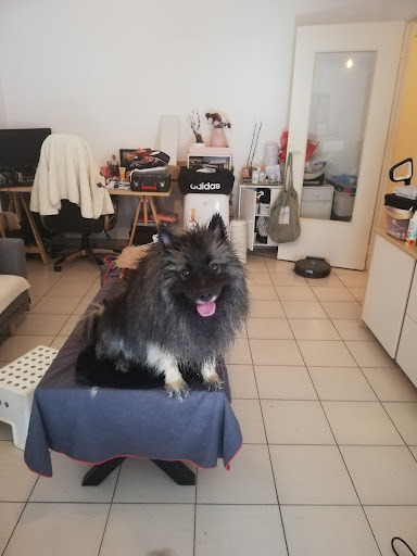 DOG FAMILY, salon de toilettage sur Groomie.fr et au , 34080 Montpellier