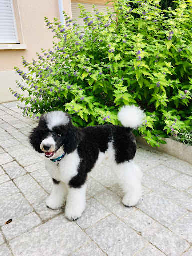 DOG MODEL - Vourles, salon de toilettage sur Groomie.fr et au 6 Rue Jean-Marie Chevalier, 69390 Vourles