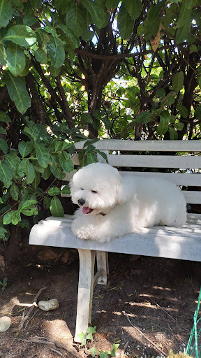 DOGGY'S DOG, salon de toilettage sur Groomie.fr et au 152 Av. du Général Leclerc, 6700 St-Laurent-du-Var