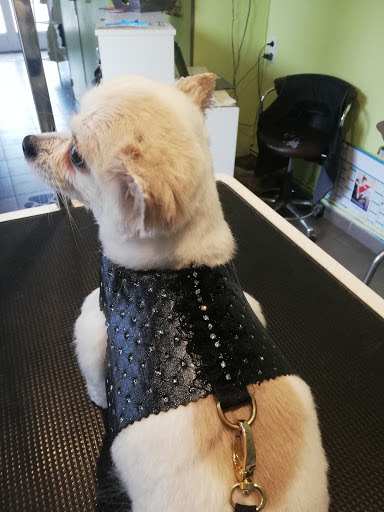DOGS AND CO TOILETTAGE, salon de toilettage sur Groomie.fr et au 96 Rue Jean Moulin, 27000 Évreux