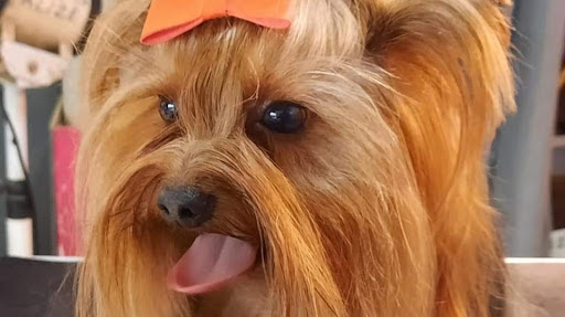 Darling Dog toilettage, salon de toilettage sur Groomie.fr et au 33 Rue Bernard Palissy, 56230 Questembert