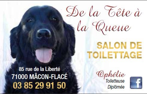 De la Tête à la Queue, salon de toilettage sur Groomie.fr et au 85 Rue de la Liberté, 71000 Mâcon