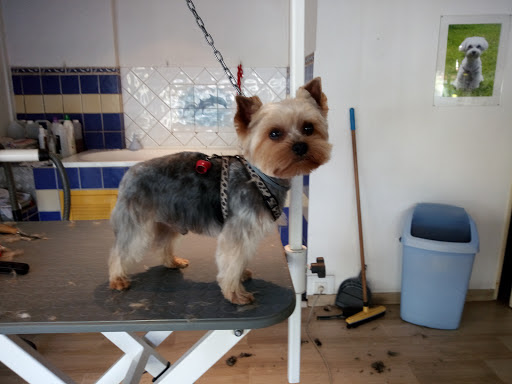 Dog Astuce, salon de toilettage sur Groomie.fr et au 85 Rue Jean Carrara, 83600 Fréjus