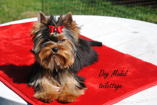 Dog Model, salon de toilettage sur Groomie.fr et au 15 Rue de la Perrière, 38660 Le Touvet