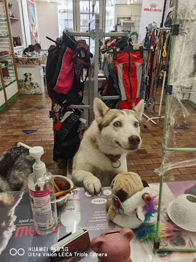 Dog S Brushing, salon de toilettage sur Groomie.fr et au 14 Bd Victor Hugo, 6130 Grasse