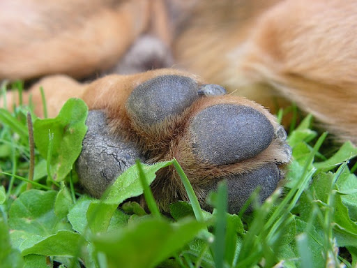 Dog SigNature, salon de toilettage sur Groomie.fr et au 9 Rue Francisco Ferrer, 59290 Wasquehal