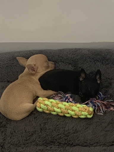 Dog Sit Home, salon de toilettage sur Groomie.fr et au 158 Rue d'Antibes, 6400 Cannes