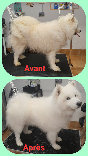 Dog Zen, salon de toilettage sur Groomie.fr et au 12 Rte de Thivars, 28630 Mignières
