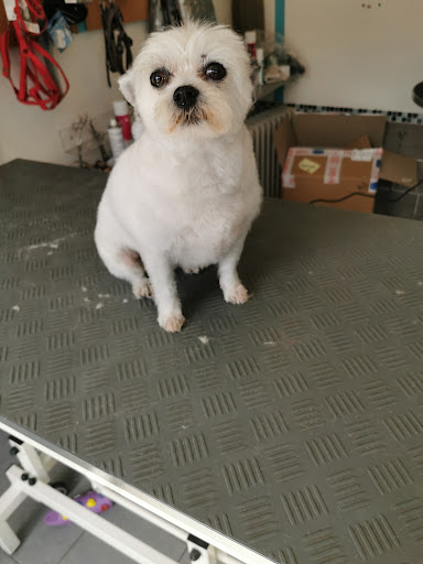 Dog d'Élite, salon de toilettage sur Groomie.fr et au 19 Rue d'Herblay, 78700 Conflans-Sainte-Honorine