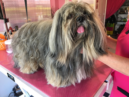 Dog en Vog, salon de toilettage sur Groomie.fr et au Avenue du 8 mai 1945, résidence du parc de la mer, 66700 Argelès-sur-Mer