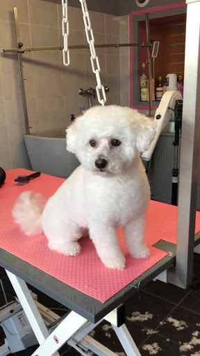 Dog'Seduction, salon de toilettage sur Groomie.fr et au 97 Rue de Melleray, 45560 Saint-Denis-en-Val