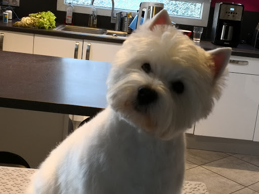 Dogappy a votre domicile, salon de toilettage sur Groomie.fr et au Rue Louis Aragon, 76700 Gainneville