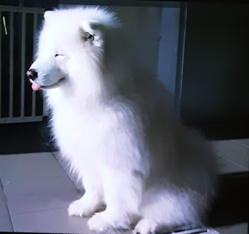 Doggy Bulle, salon de toilettage sur Groomie.fr et au 763 Rte d'Annemasse, 74380 Nangy