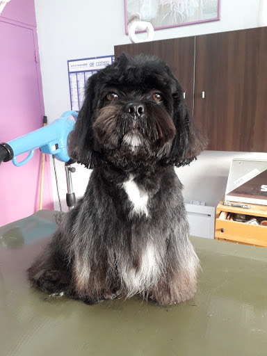 Doggy Mouss, salon de toilettage sur Groomie.fr et au 2 Rue Gambetta, 32120 Mauvezin