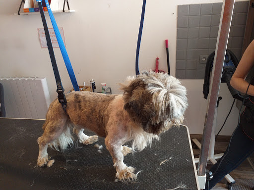 Doggy brush, salon de toilettage sur Groomie.fr et au 45 Rue d'Henrichemont, 62138 Billy-Berclau