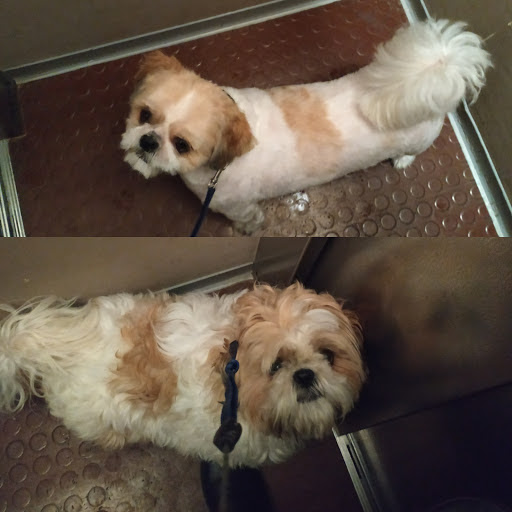 Doggy toilettage, salon de toilettage sur Groomie.fr et au 73 Rue du Général Moulin, 14000 Caen
