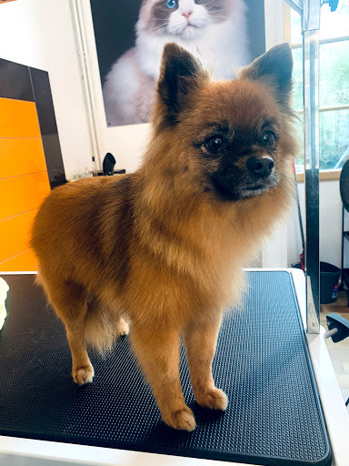 Dog'institut, salon de toilettage sur Groomie.fr et au 12 Rue de Bayeux, 14250 Tilly-sur-Seulles