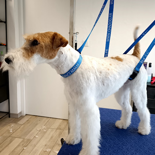 Dog's Barbershop, salon de toilettage sur Groomie.fr et au 3 D Rue du Canal, 59295 Paillencourt
