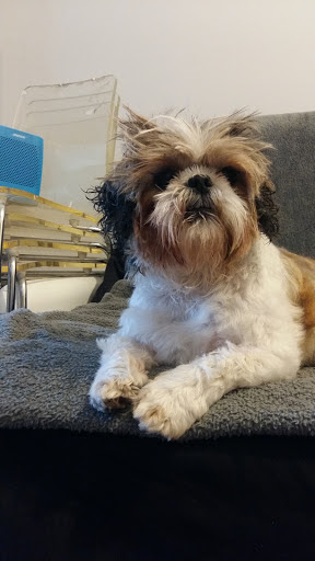 Dogs Island, salon de toilettage sur Groomie.fr et au 22 Rue Clemenceau, 59139 Wattignies