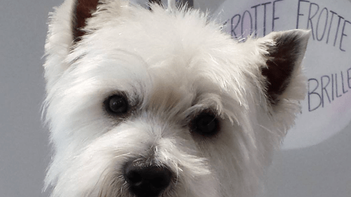 Dog's Mod 28, salon de toilettage sur Groomie.fr et au 4 Av. Churchill, 28100 Dreux