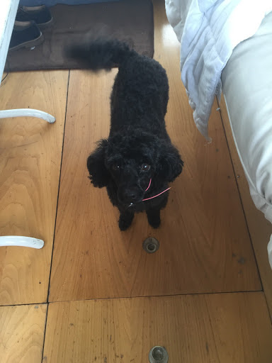 Dogs in the City, salon de toilettage sur Groomie.fr et au 31 Rue Nationale, 59140 Dunkirk