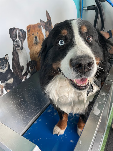 Dogwash pattes à plouf, salon de toilettage sur Groomie.fr et au 14-16 Rue de la Tannerie, 40100 Dax