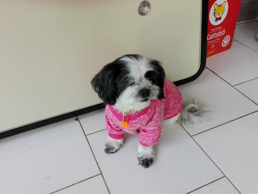 Dolly Coup, salon de toilettage sur Groomie.fr et au 3 Rue Jacques Bizeray, 41500 Mer