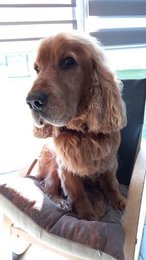 Dolly'Dog, salon de toilettage sur Groomie.fr et au 4 Rue de la Tannerie, 35160 Montfort-sur-Meu