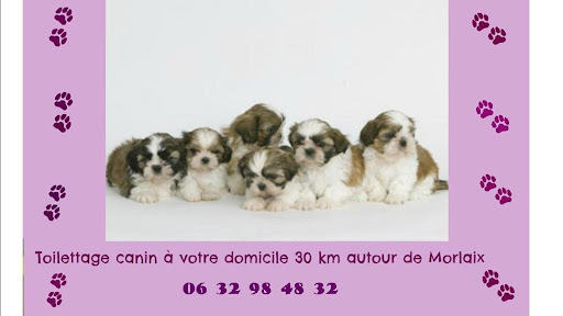 Domi-Canin, salon de toilettage sur Groomie.fr et au Pen kerleo, 29640 Plougonven