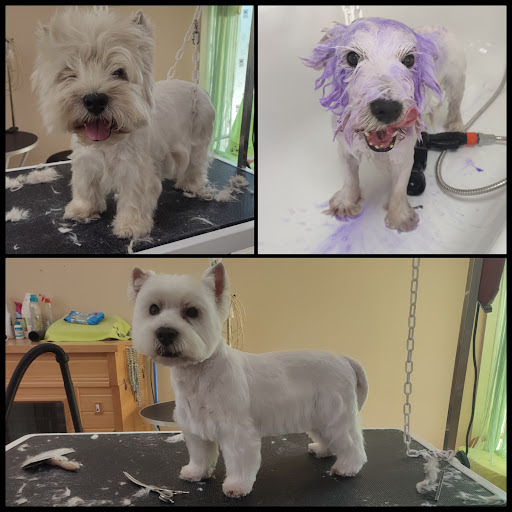 ELEGANCE DOG'S, salon de toilettage sur Groomie.fr et au ZAC, Fray Redon, 83136 Rocbaron