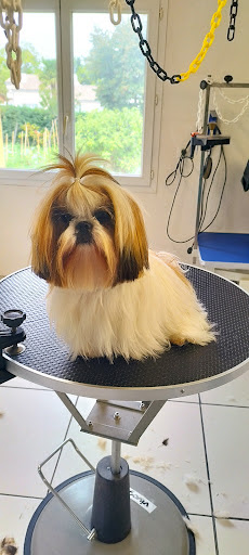 ELODOG, salon de toilettage sur Groomie.fr et au 1 Impasse St Jean, 31410 Saint-Sulpice-sur-Lèze