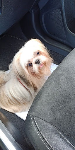 Easy Dog, salon de toilettage sur Groomie.fr et au 131 Rue Sainte-Claire, 87000 Limoges