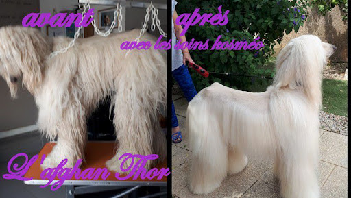 Edith Toilettage, salon de toilettage sur Groomie.fr et au Le, 2 Rue des Séquoias, 66270 Le Soler