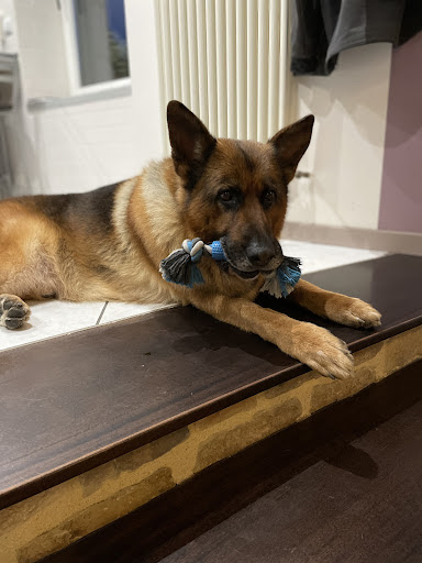 Elle'DOG, salon de toilettage sur Groomie.fr et au 34 Rue de Bel air, 22440 Ploufragan