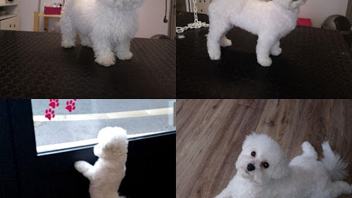 Elo Pet's, salon de toilettage sur Groomie.fr et au 2 Rue Camus de Richemont, 3390 Montmarault