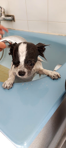 E'pilat'chien, salon de toilettage sur Groomie.fr et au Les Barges, Saint-Pierre-de-Bœuf