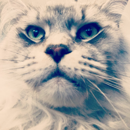 Escale Animale, salon de toilettage sur Groomie.fr et au 15 Bis Bd du Riou, 6400 Cannes