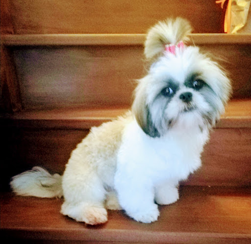 Espace Beauté Canine, salon de toilettage sur Groomie.fr et au 402 Rue Jules Guesde, 62700 Bruay-la-Buissière