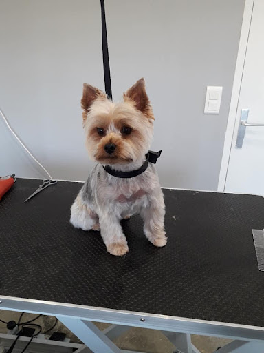 Esprit Canin - Toilettage et petsitting SOSPEL, salon de toilettage sur Groomie.fr et au 115 Impasse de la maison verte, 6380 Sospel