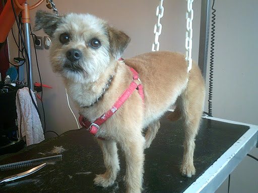 Esthetic Chien votre animal au naturel, salon de toilettage sur Groomie.fr et au 4 bis Rue Hector Berlioz, 29270 Carhaix-Plouguer