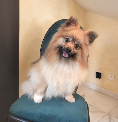 Estheti'k Dog 87, salon de toilettage sur Groomie.fr et au 2 Rue Erik Satie, 87350 Panazol
