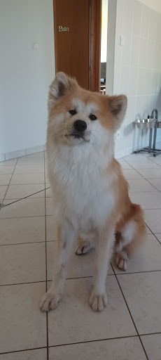 Esthetique Canine, salon de toilettage sur Groomie.fr et au Pl. de la Liberté, 86170 Neuville-de-Poitou