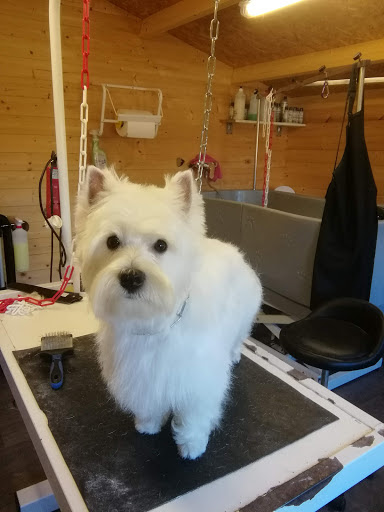 Esthétique canin, salon de toilettage sur Groomie.fr et au 11 Trav. des Roses de Mai, 6130 Grasse