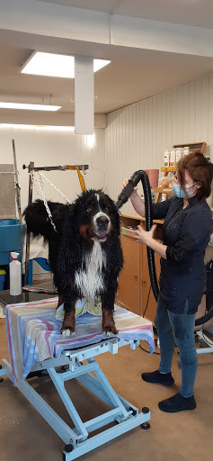 FELIDOG86, salon de toilettage sur Groomie.fr et au 14 Rue de l'Ancien Couvent, 86340 Nieuil-l'Espoir