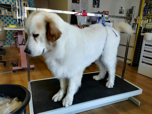 FIER D'ETRE CHIEN, salon de toilettage sur Groomie.fr et au 15 Av. du Razès, 11150 Bram