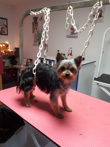FRIMOUSSE TOILETTAGE, salon de toilettage sur Groomie.fr et au 3 All. du Moulin de Bouffaut, 89000 Auxerre